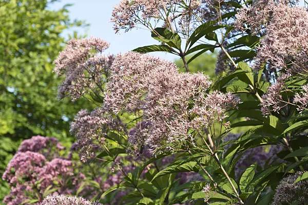 511122 - Joe-Pye weed (Eupatorium fistulosum syn. Eutrochium fistulosum)