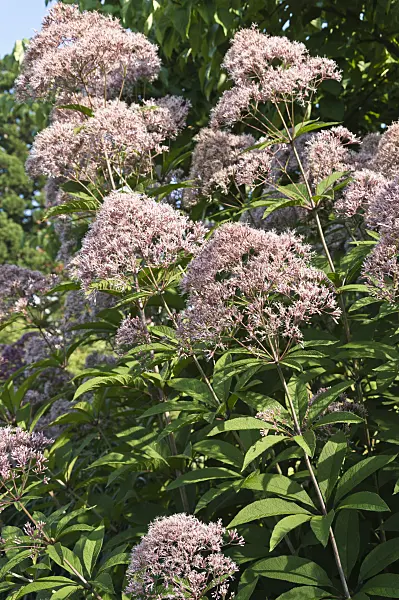 511123 - Joe-Pye weed (Eupatorium fistulosum syn. Eutrochium fistulosum)