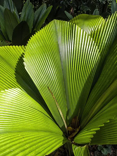 434050 - Joey palm (Johannesteijsmannia) with large diamond-shaped ribbed leaves
