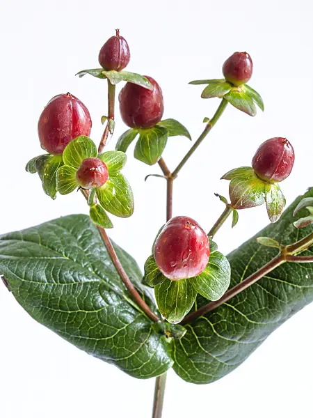 432148 - Johanniskraut (Hypericum)