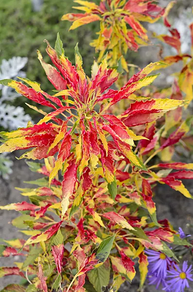 535228 - Joseph's coat amaranth (Amaranthus tricolor 'Perfecta')