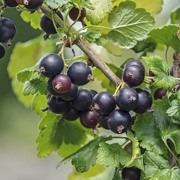 547276 - Jostaberry (Ribes x nidigrolaria 'Josta')