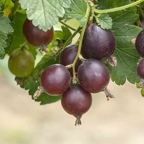 547277 - Jostaberry (Ribes x nidigrolaria 'Josta')