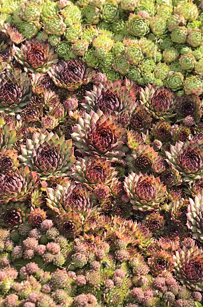 548059 - Joubarbes (Sempervivum)