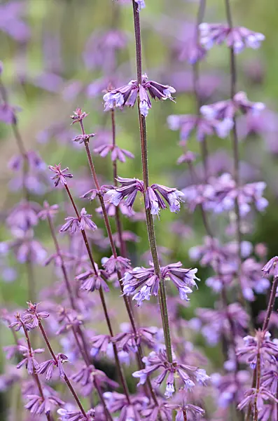 533548 - Judean sage (Salvia judaica)