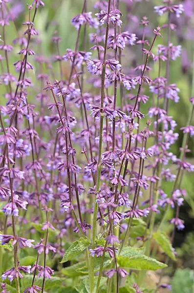 533549 - Judean sage (Salvia judaica)