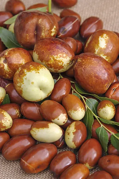 517400 - Jujube (Ziziphus jujuba 'Da Baizao')