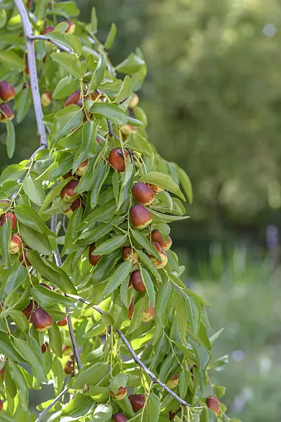 575359 - Jujube (Ziziphus jujuba 'Lang')