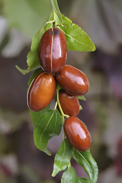 517401 - Jujube (Ziziphus jujuba 'Meimizao')