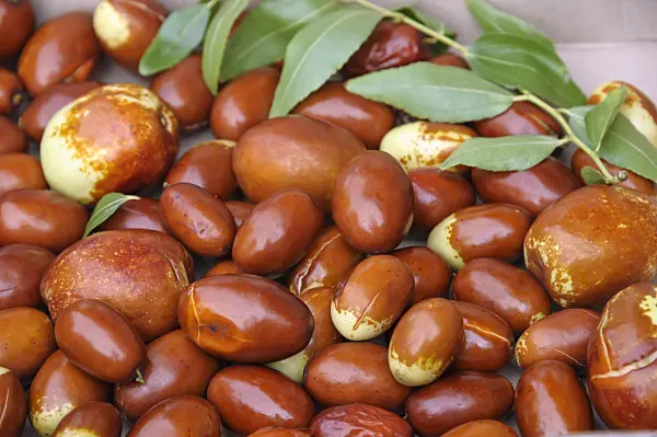 517402 - Jujube (Ziziphus jujuba 'Meimizao')