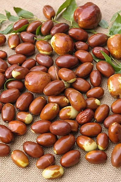 517403 - Jujube (Ziziphus jujuba 'Meimizao')