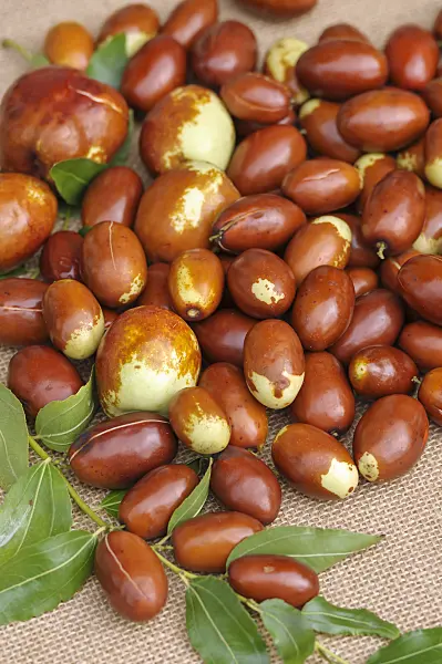 517405 - Jujube (Ziziphus jujuba 'Meimizao')