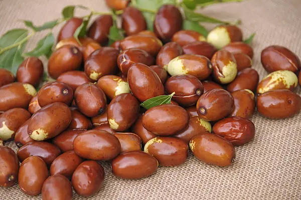 517406 - Jujube (Ziziphus jujuba 'Meimizao')