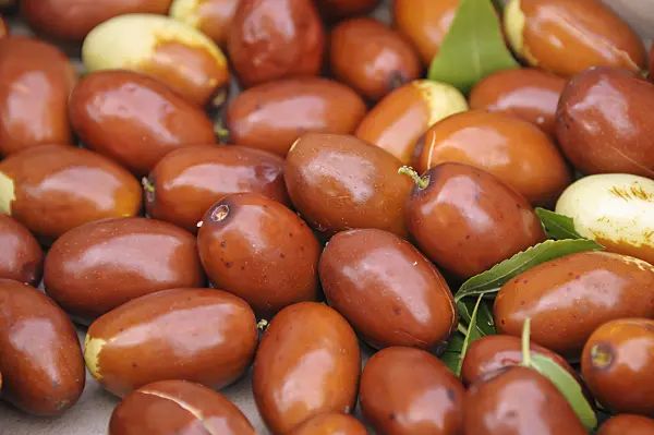 517408 - Jujube (Ziziphus jujuba 'Meimizao')