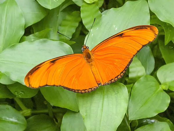 401056 - Julia butterfly (Dryas julia), widely spread sitting on a leaf