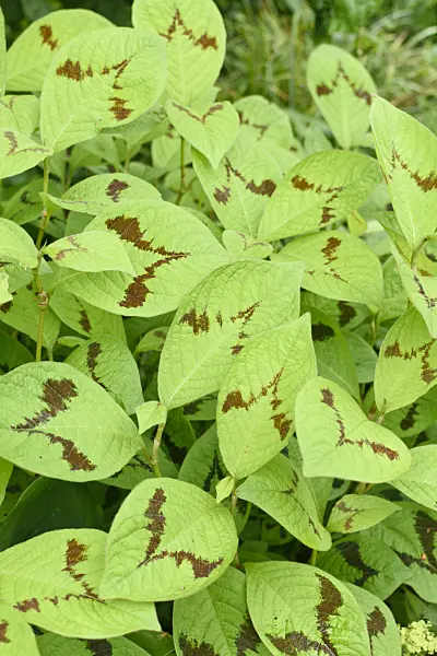 570003 - Jumpseed (Persicaria filiformis 'Lance Corporal' syn. Polygonum filiforme 'Lance Corporal')