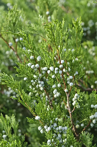 488005 - Juniper (Juniperus)