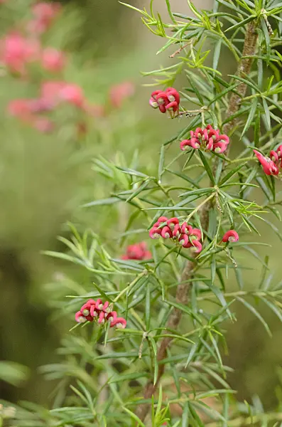 553095 - Juniper-leaf grevillea (Grevillea juniperina)