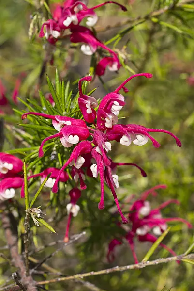 556118 - Juniper-leaf grevillea (Grevillea juniperina)