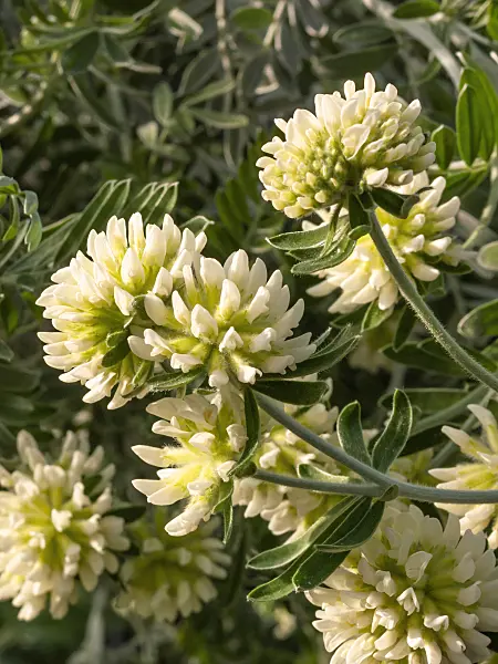 412005 - Jupiterbart (Anthyllis barba-jovis)