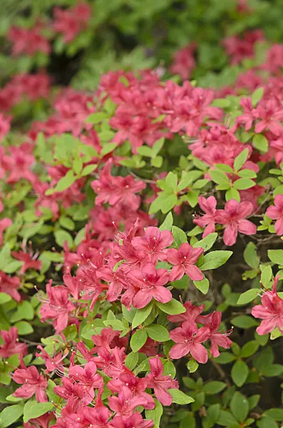 520301 - Kaempfer azalea (Rhododendron kaempferi 'Lachsrosa')