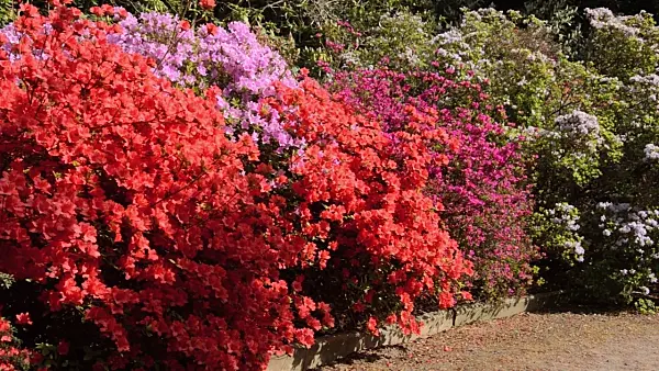 496013 - Kaempfer azalea (Rhododendron kaempferi 'Orange Beauty')