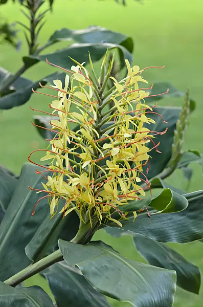 535186 - Kahili ginger (Hedychium gardnerianum)