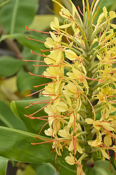 560030 - Kahili ginger (Hedychium gardnerianum)