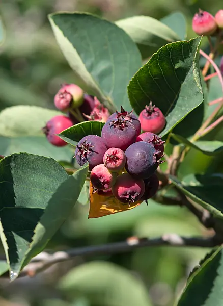 664033 - Kahle Felsenbirne (Amelanchier laevis 'Ballerina')