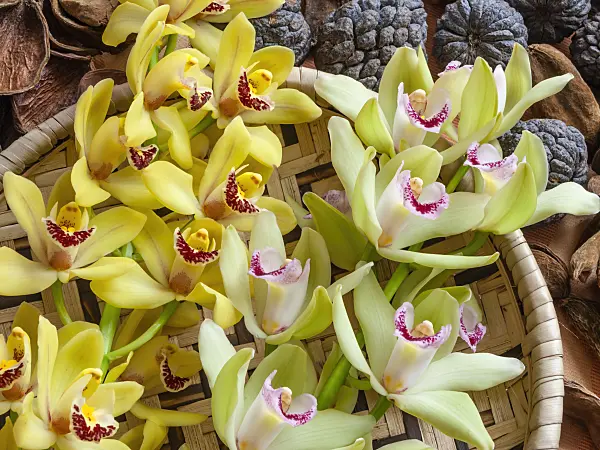 433158 - Kahnorchidee (Cymbidium)