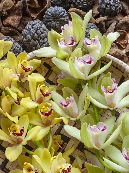 433159 - Kahnorchidee (Cymbidium)
