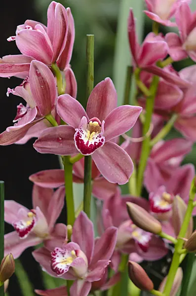 527052 - Kahnorchidee (Cymbidium)