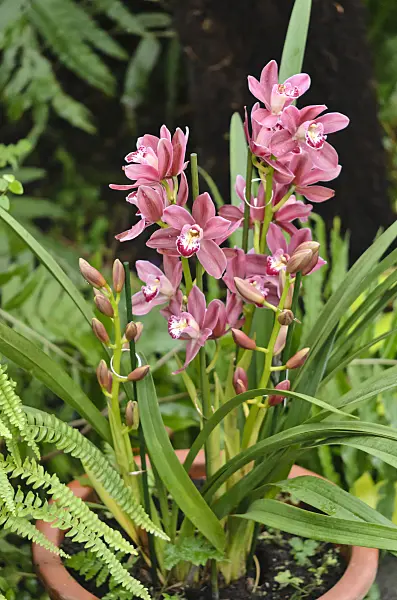 527053 - Kahnorchidee (Cymbidium)