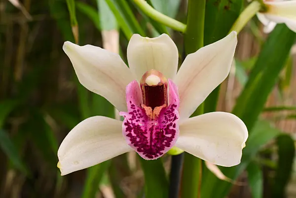 672059 - Kahnorchidee (Cymbidium)