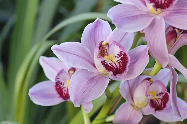 470111 - Kahnorchidee (Cymbidium Arabian Nights Cookbridge)