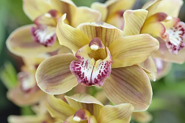 470108 - Kahnorchidee (Cymbidium Burgundian Cella Opulenta)