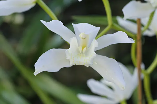 470114 - Kahnorchidee (Cymbidium Durham Castle Irene)