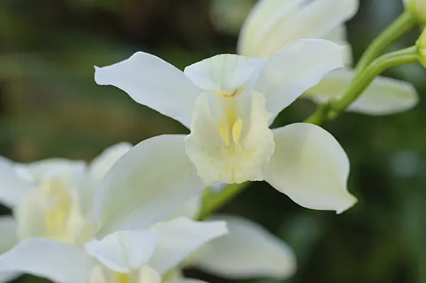 470115 - Kahnorchidee (Cymbidium Durham Castle Irene)