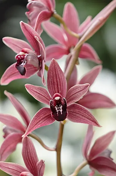 529052 - Kahnorchidee (Cymbidium Fascination x Sensation x devonianum)