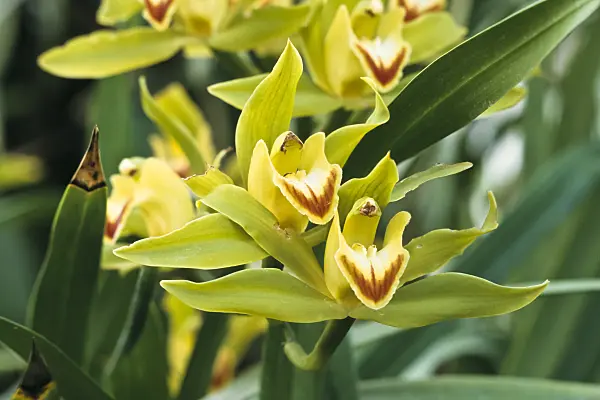 366001 - Kahnorchidee (Cymbidium lowianum)