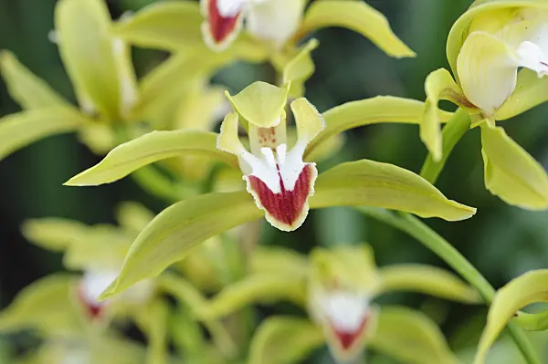 470109 - Kahnorchidee (Cymbidium lowianum)