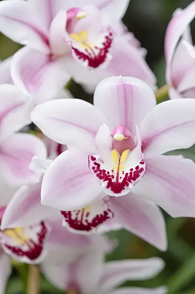 529051 - Kahnorchidee (Cymbidium Pico Bello)