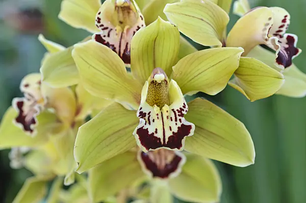 470110 - Kahnorchidee (Cymbidium Pirouette)