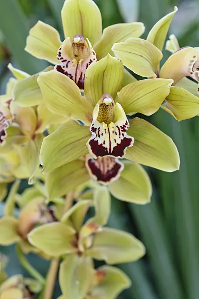 470116 - Kahnorchidee (Cymbidium Pirouette)