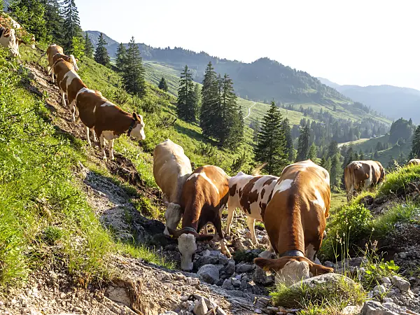 439234 - Kaisergebirge Nature Reserve, Austria