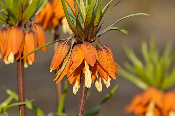 483194 - Kaiserkrone (Fritillaria imperialis)