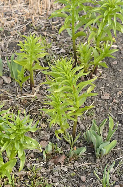519031 - Kaiserkrone (Fritillaria imperialis)