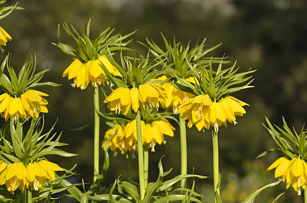 495199 - Kaiserkrone (Fritillaria imperialis 'Lutea')