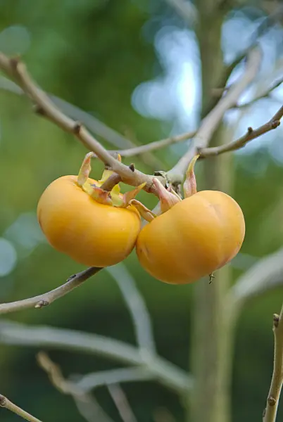 502189 - Kaki persimmon (Diospyros kaki)