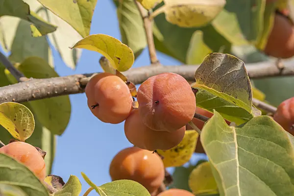 638080 - Kaki persimmon (Diospyros kaki)